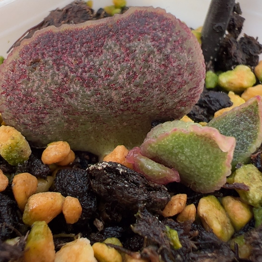 亮紫极光感实生新品大苗