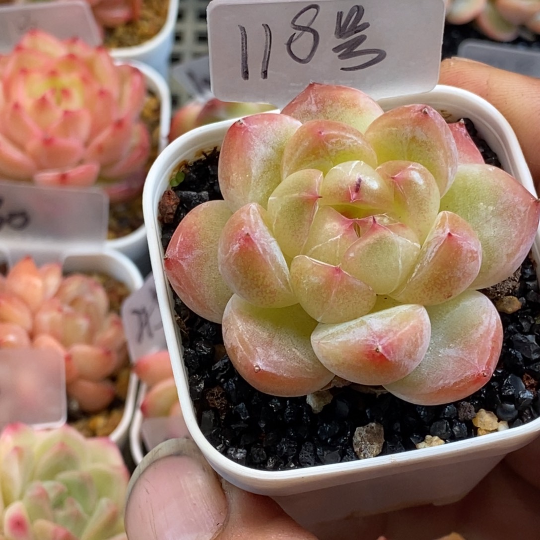 天官赐福百无禁忌