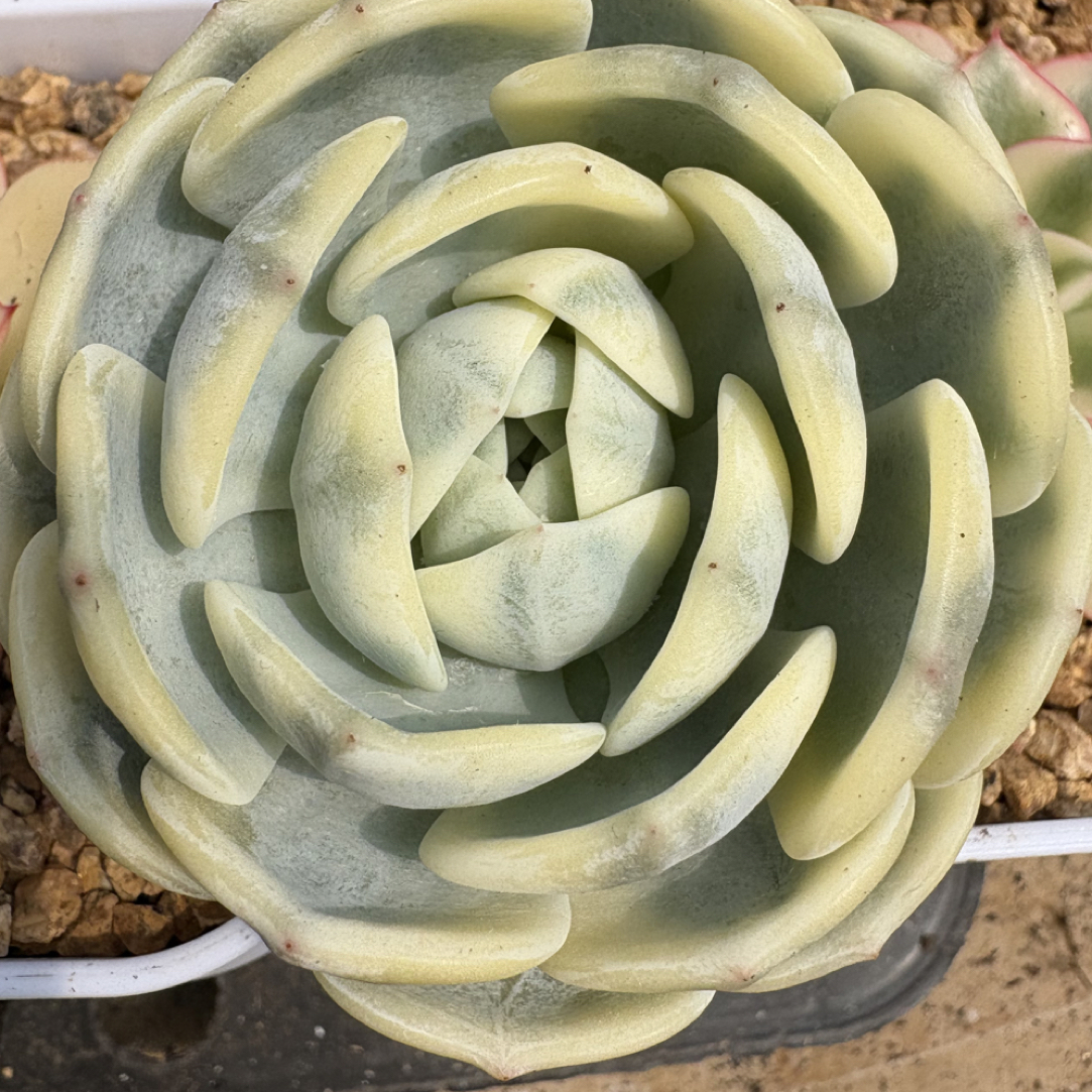 劳林大主头覆轮锦