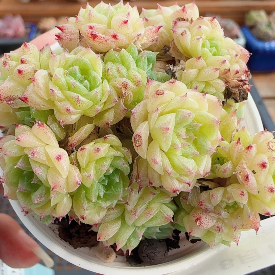 花语逸镜0510-50散