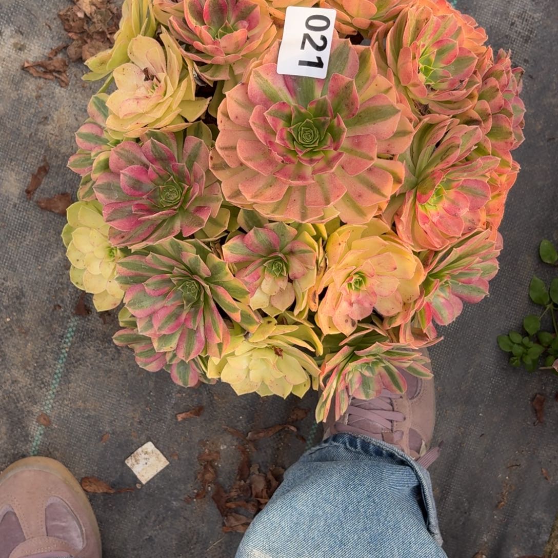 021大雨河多肉植物福利