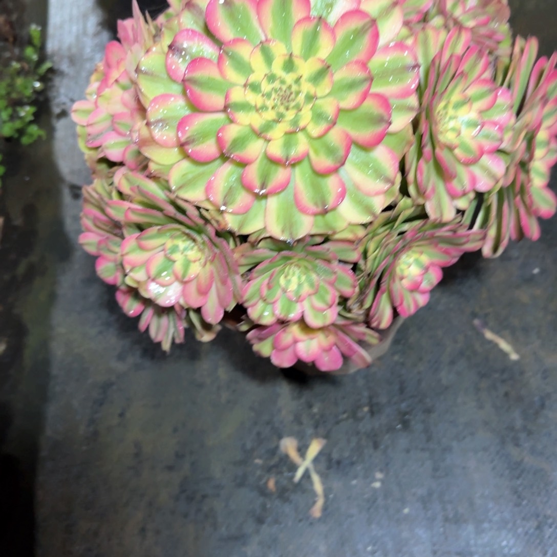 粉钻多肉植物法师37