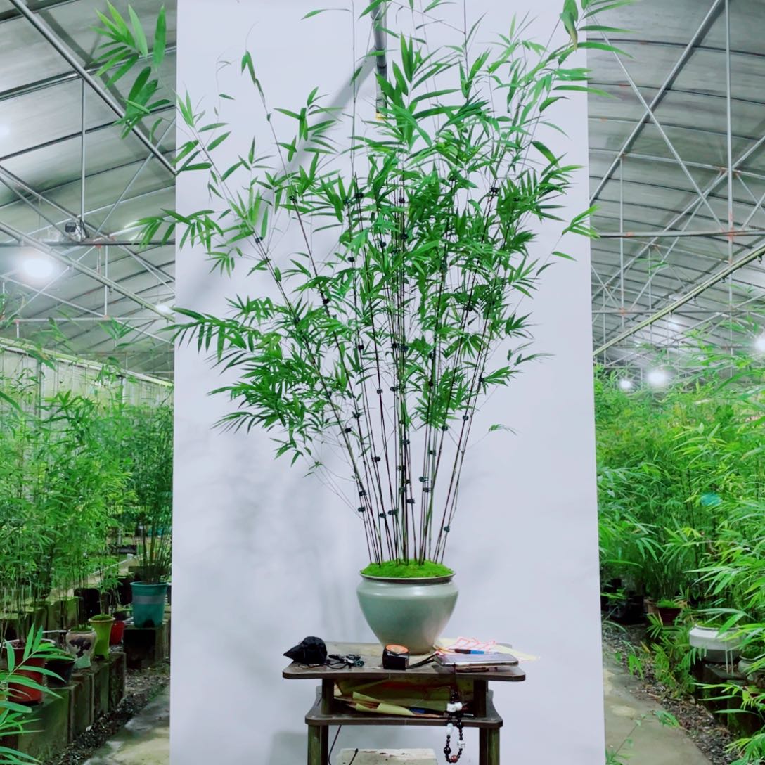 无花朵内门竹一物一拍