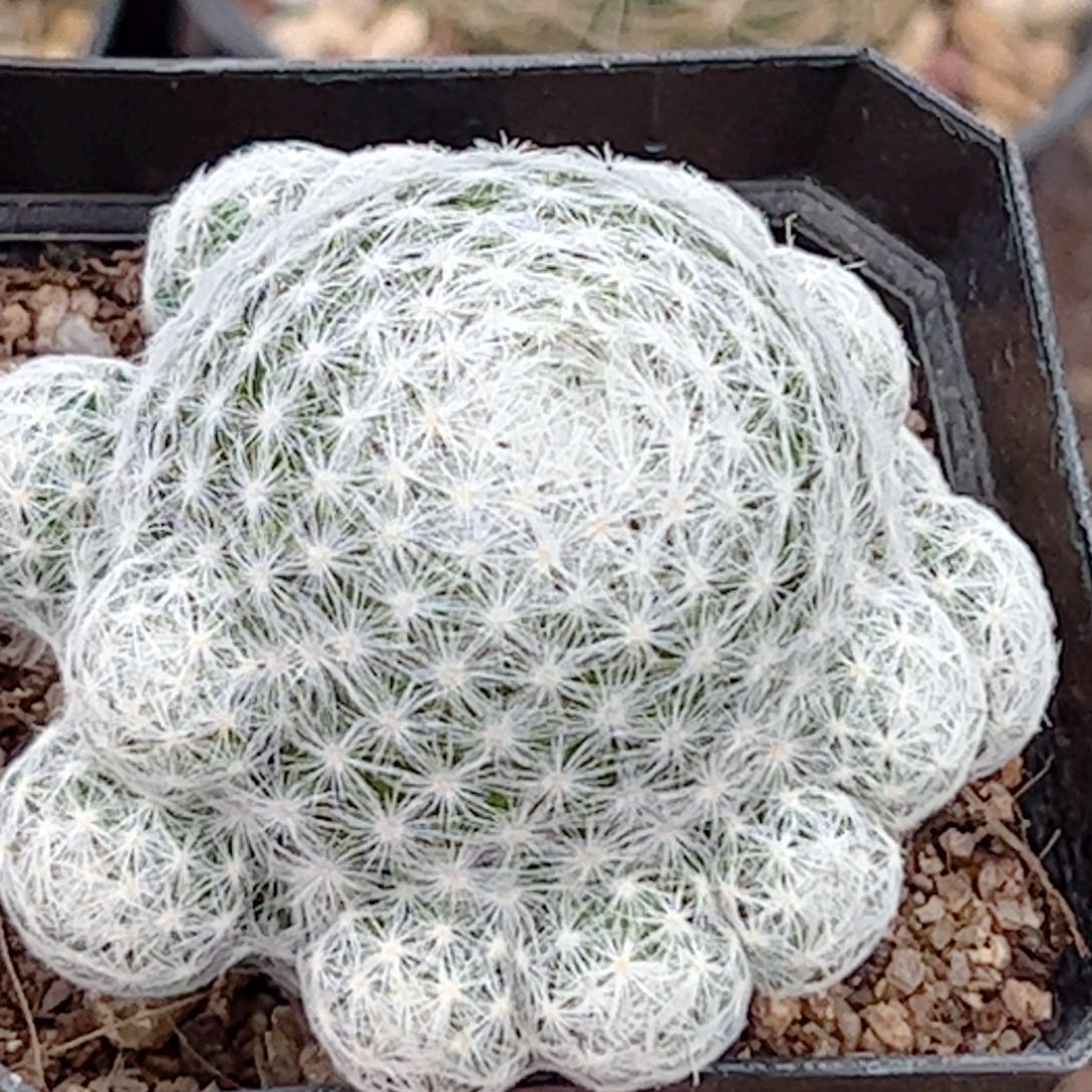 实生 姬春星群生