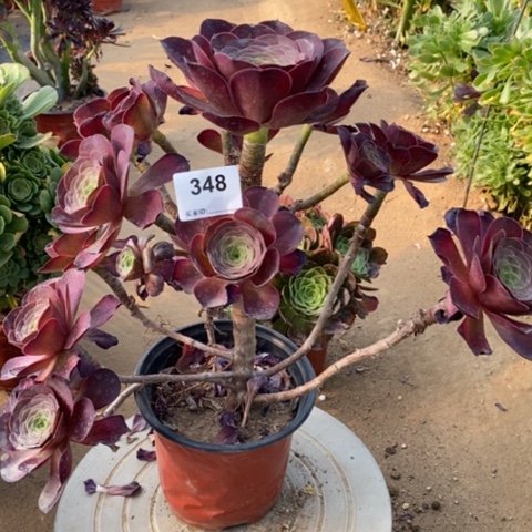 玫金玫瑰一物一拍