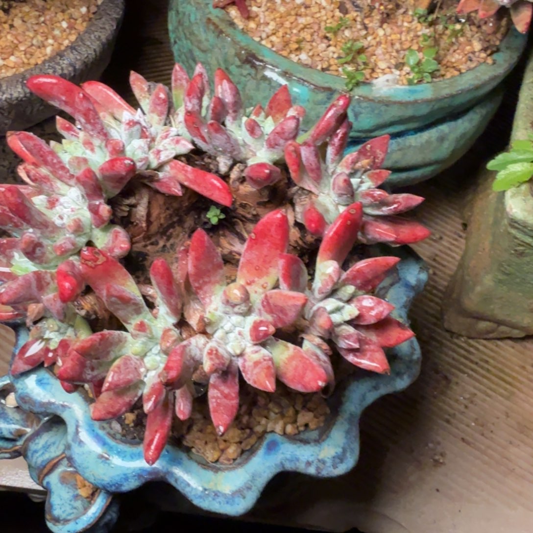 2010刘丹拇指多肉