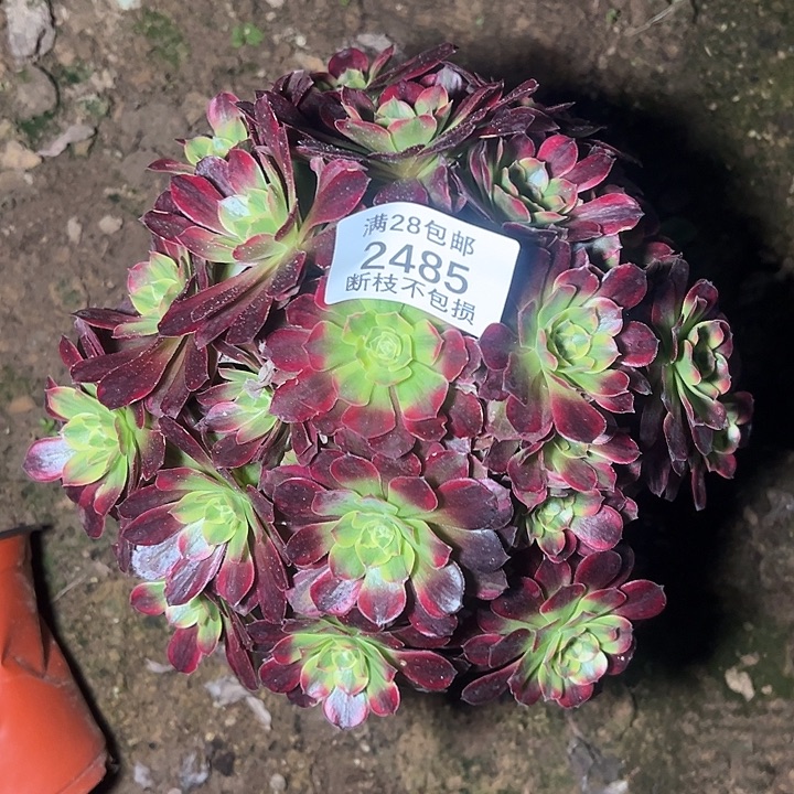2485红玫瑰安娜多肉植物