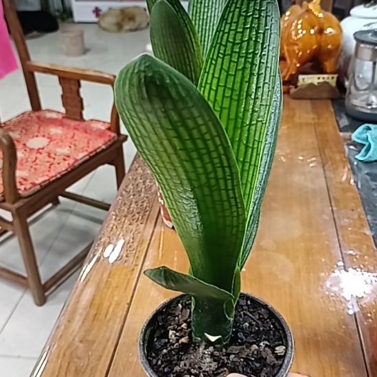 当前无花栽培后可以开花