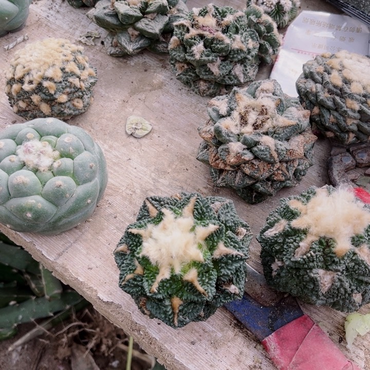 下*山晾干两个牡丹三角嫁接