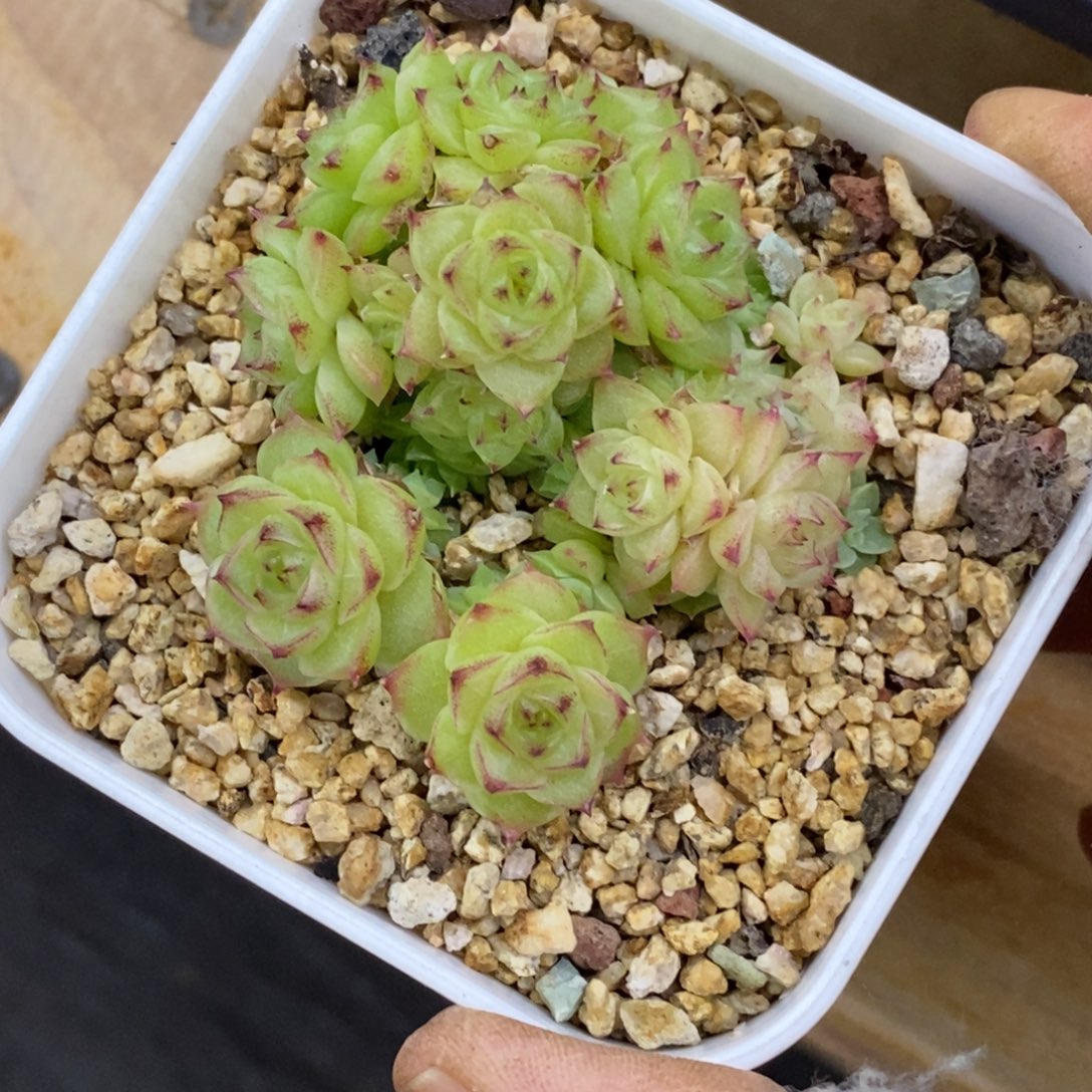 精品多肉一物一拍不包整392