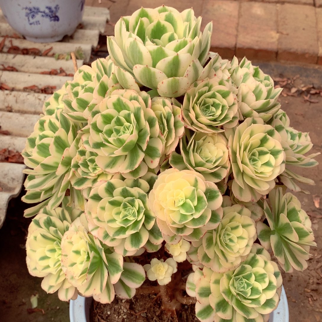 迈巴赫，多肉植物的