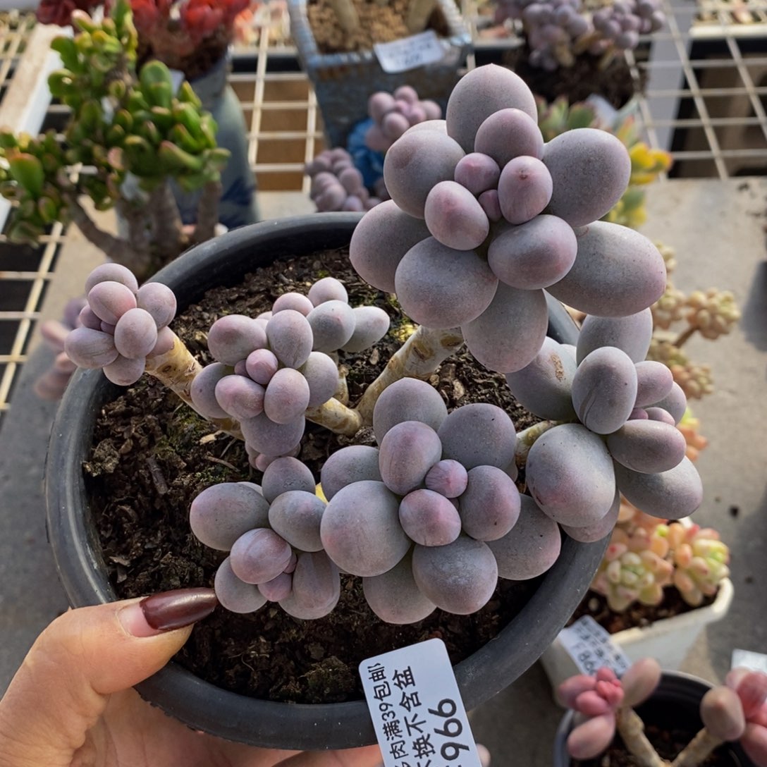 香水手指966/10c m