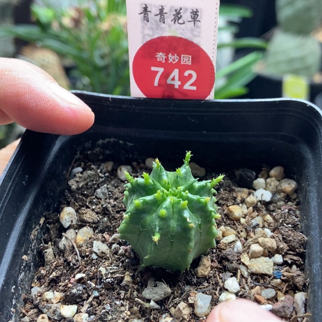 实生法利达一棵仙人球2.3cm