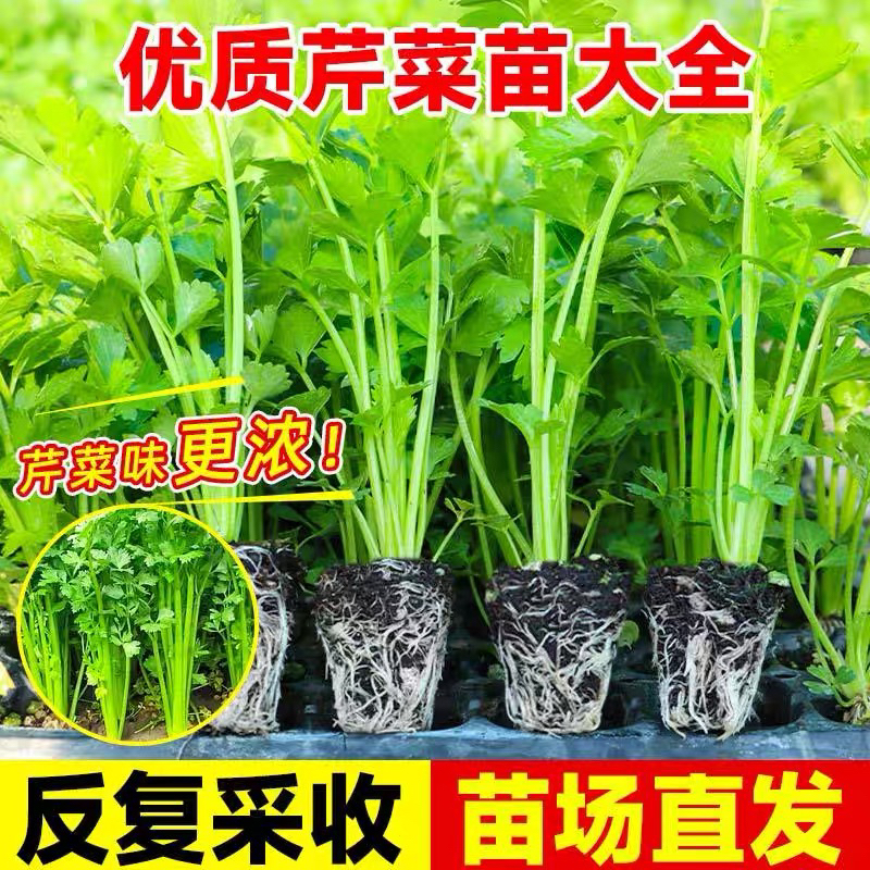 四季西芹种子秋季可盆栽阳台种植蔬菜种籽带土幼苗秧苗