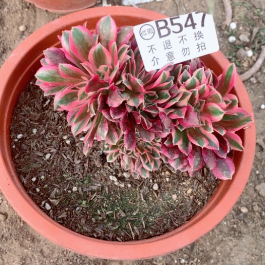 多肉植物缀547多肉