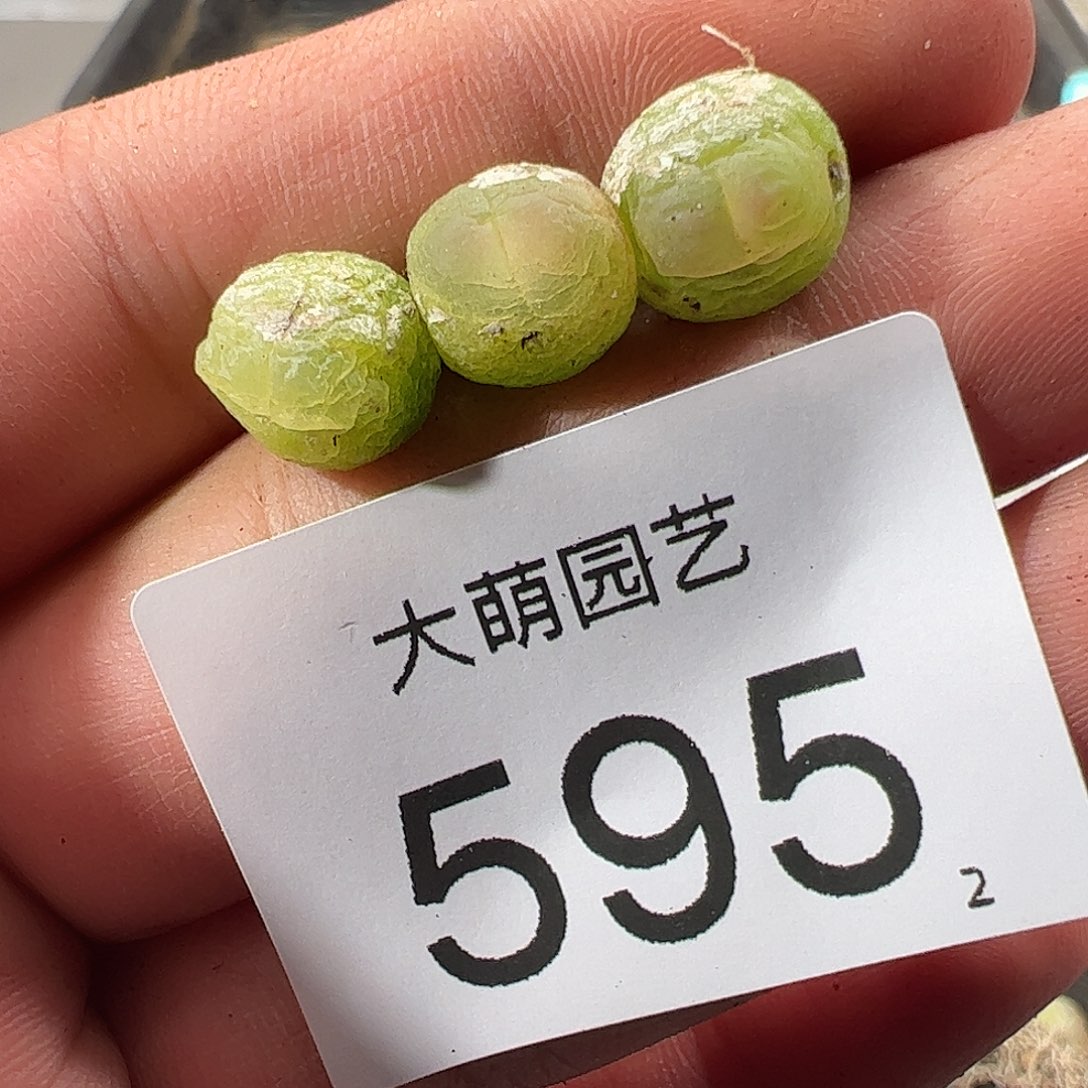0000595福利无售后……