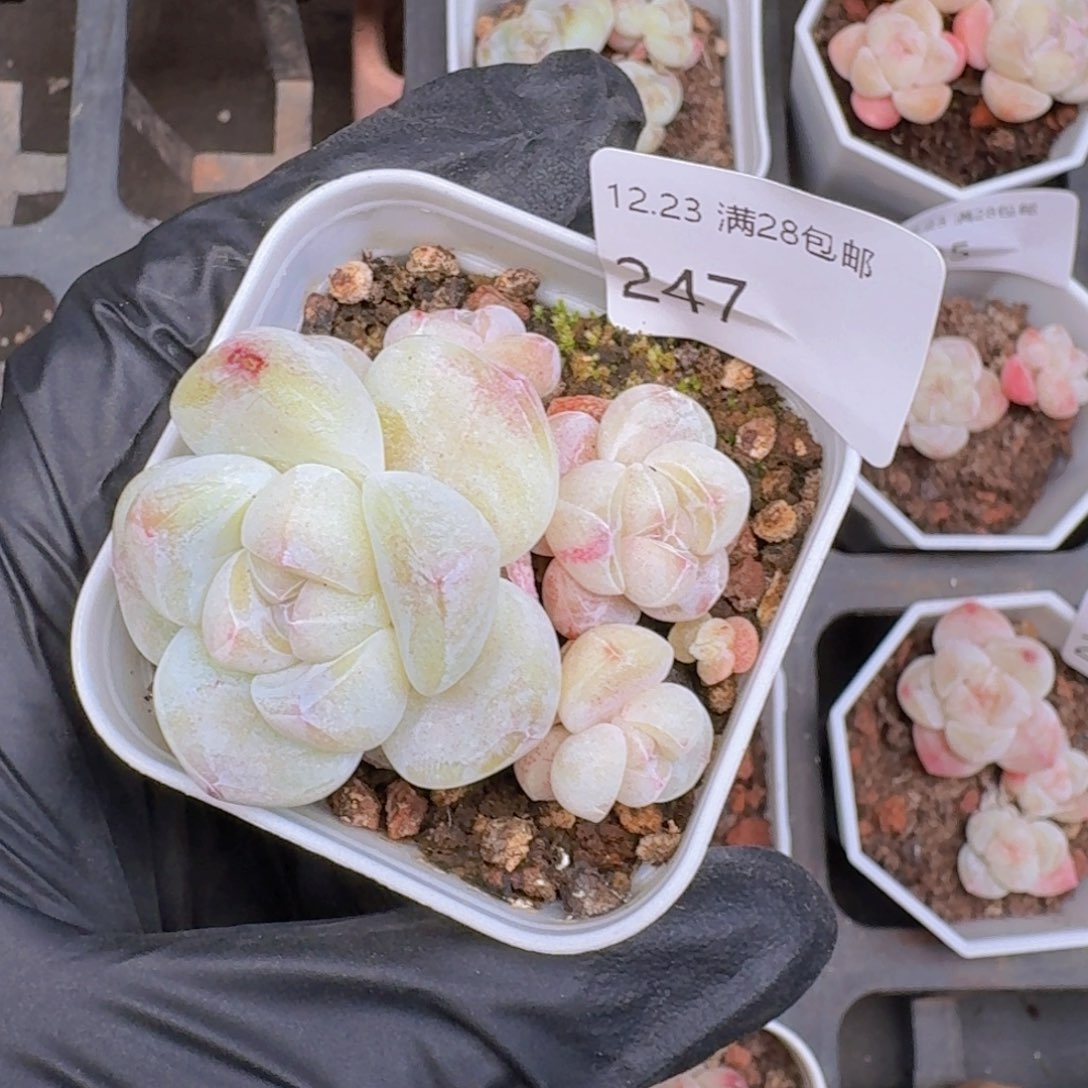 4头老冰玉一颗脱土