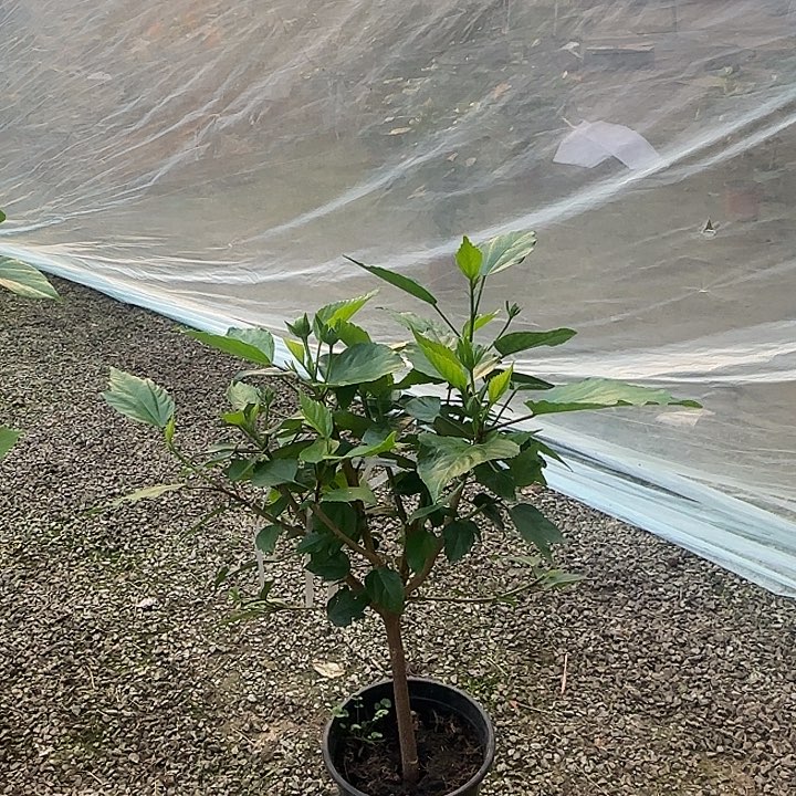 星***月完全开放丹麦木槿花