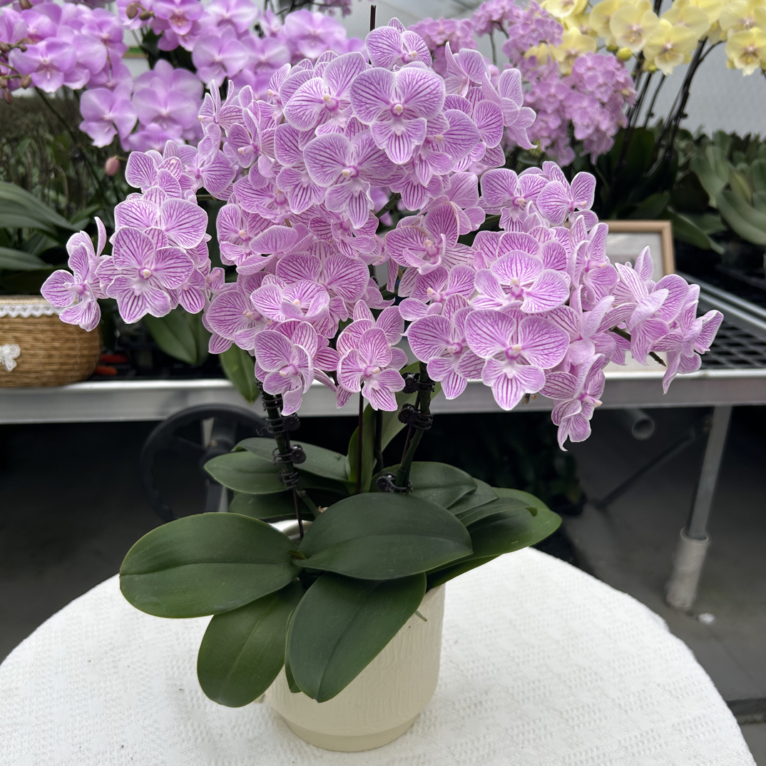 【浪漫樱花】 精品绿植 粉色 线条蝴蝶兰