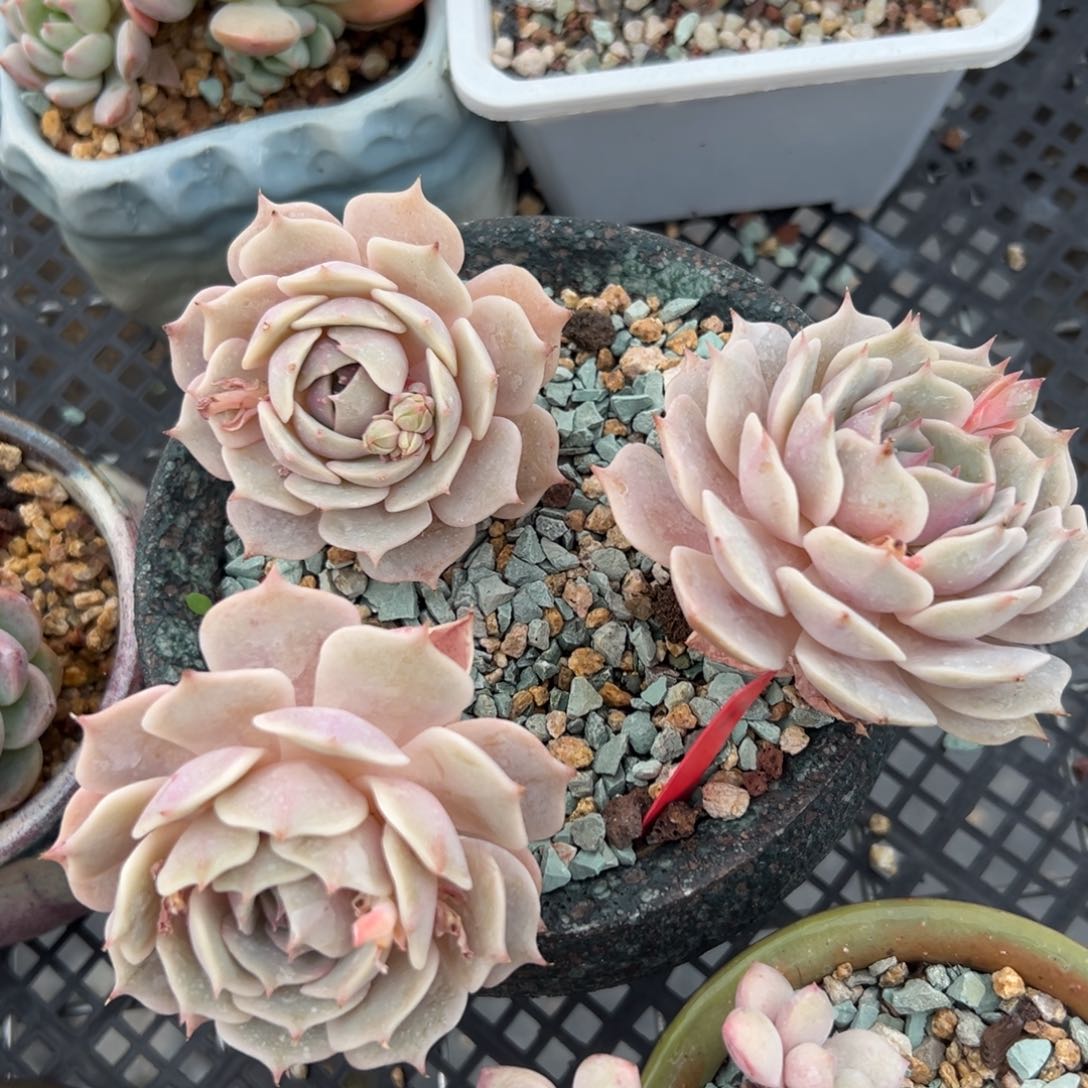 露娜莲精控多肉一物一拍