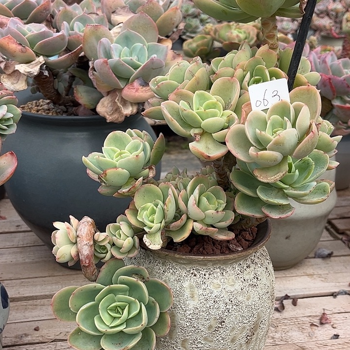 人***歌061奇兵脱土发货不退不换