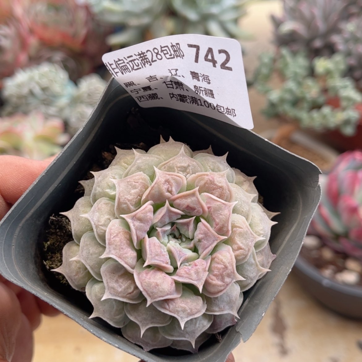 【闪购商品】742财路