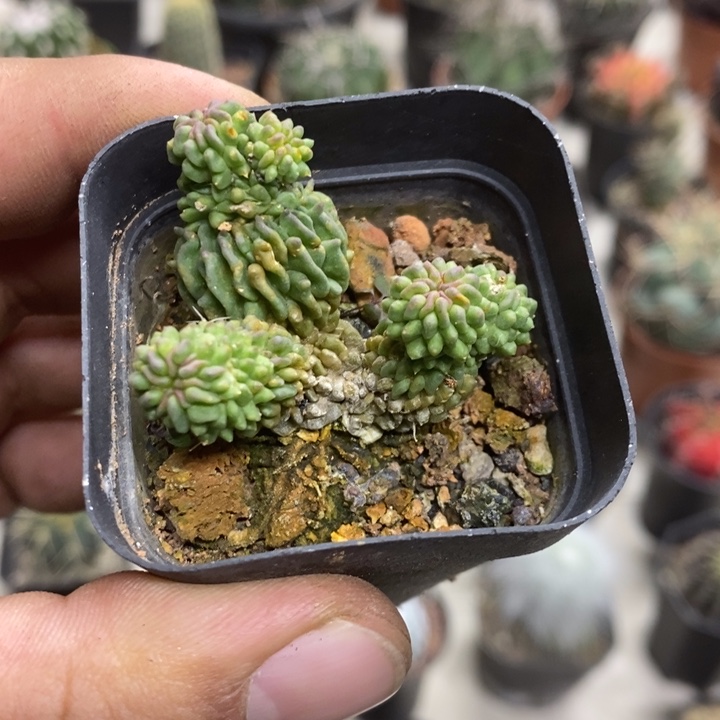 蝌蚪球群特价福利孤品2