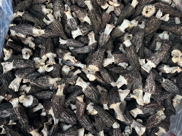 现烤出炉六妹羊肚菌0210