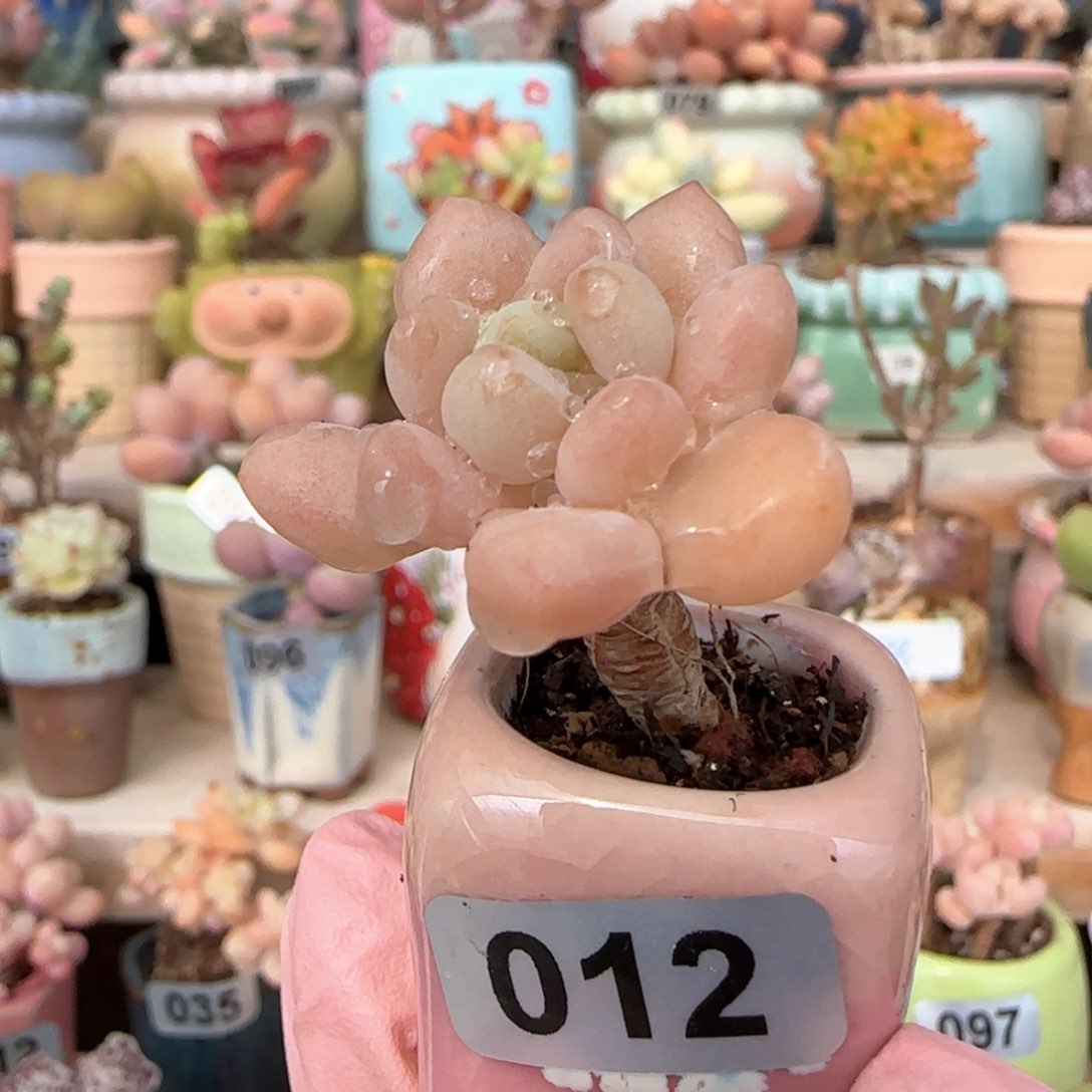 优选 单头鱼子酱 一物一拍