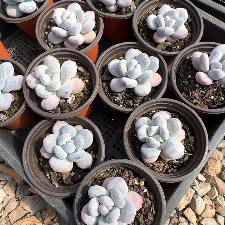 老香水多肉植物5棵