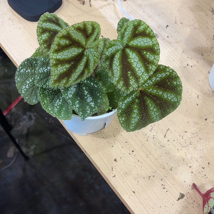 完全开放丽纹秋海棠