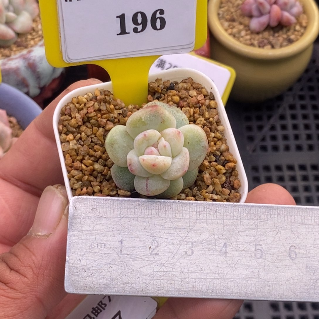 7196冰玉石化单头福利多肉