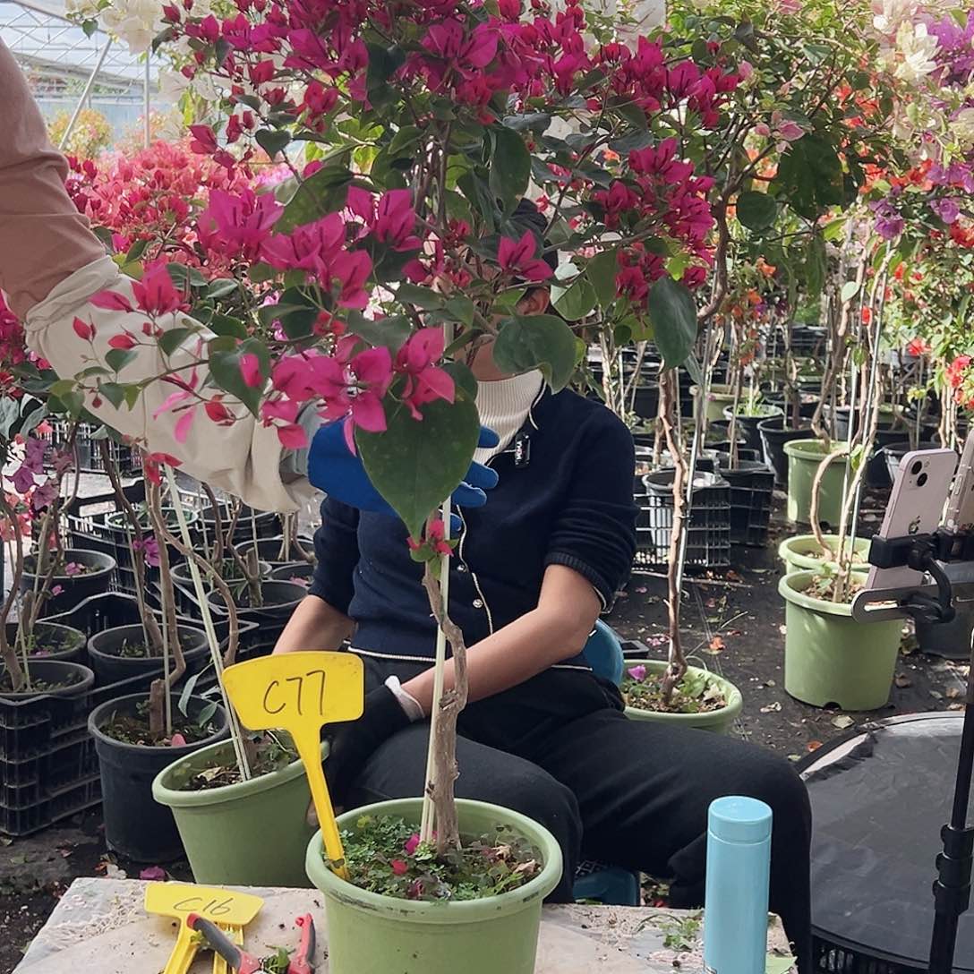 菲***大部分花苞少量开放C77甜心