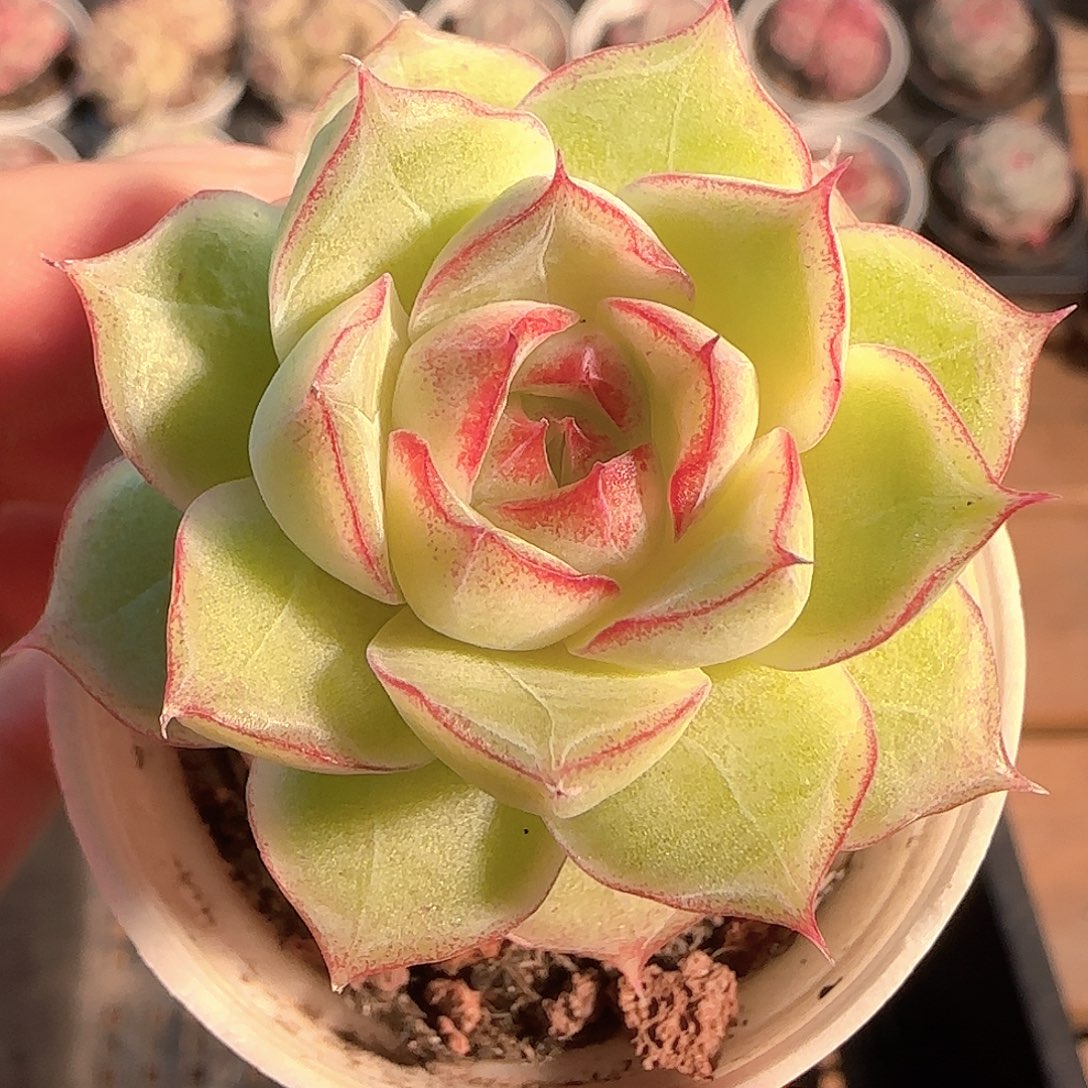 多肉1204-20女王玫瑰