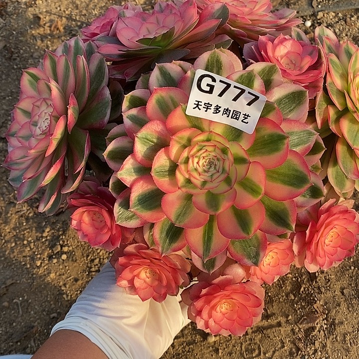 多肉植物倾城777多肉