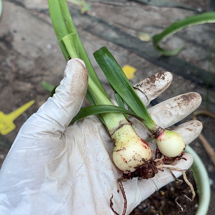 千***动无花朵朱顶红群芳谱侧2.5厘米