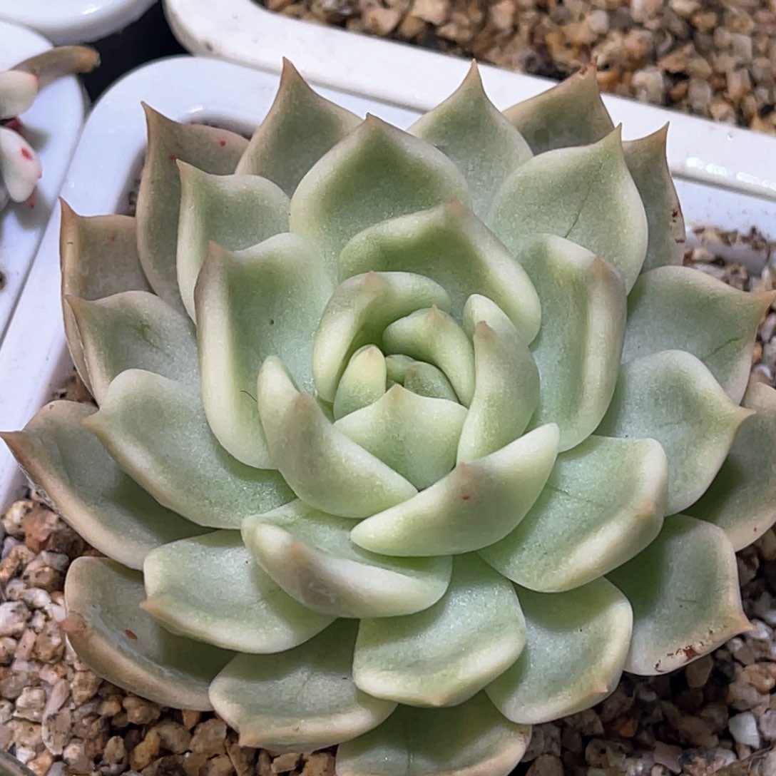 多肉特价灵魂锦老庄