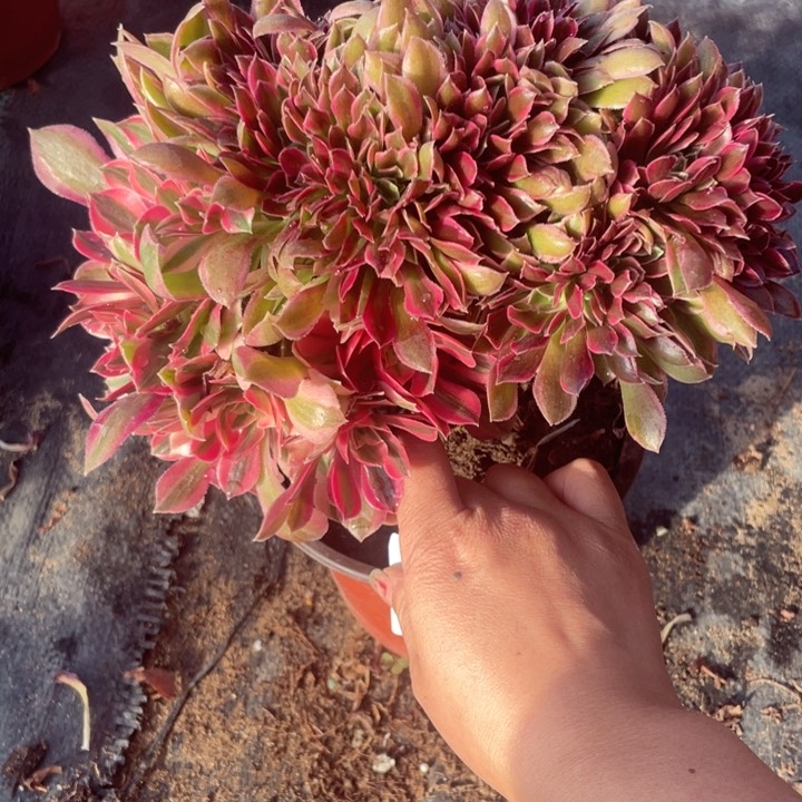 5555，粉女神缀朵朵瑕疵