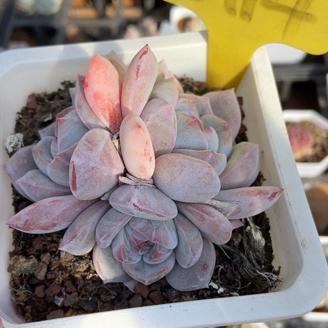 6114石榴籽多肉植物纤维