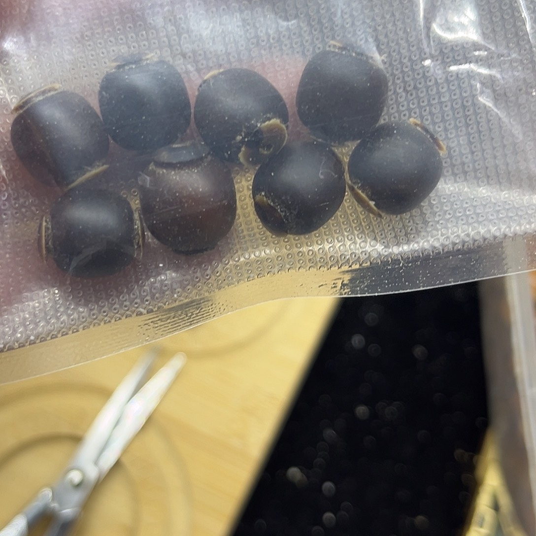 铂***森菩提根/象牙果手串