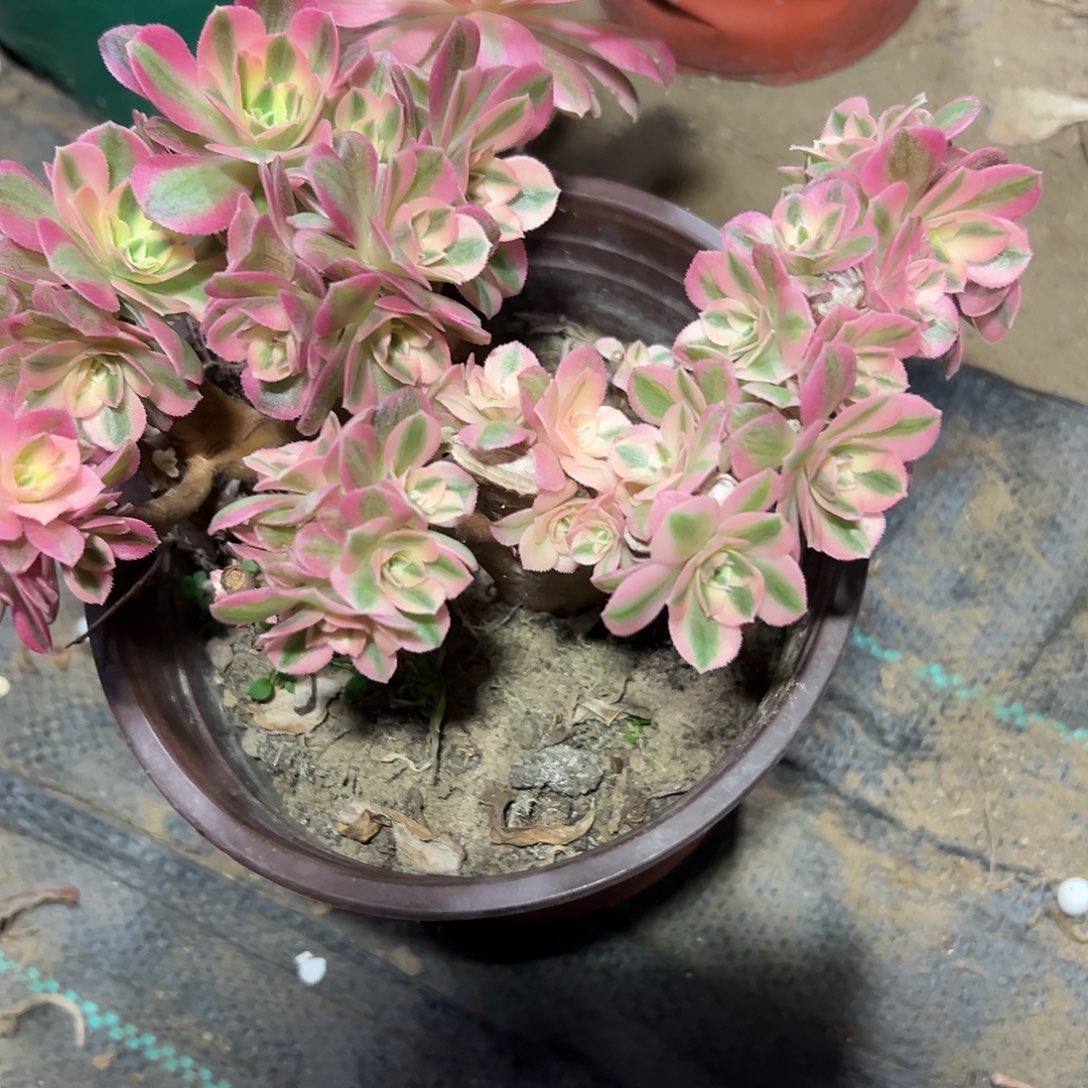 多329肉植物粉女巫母本