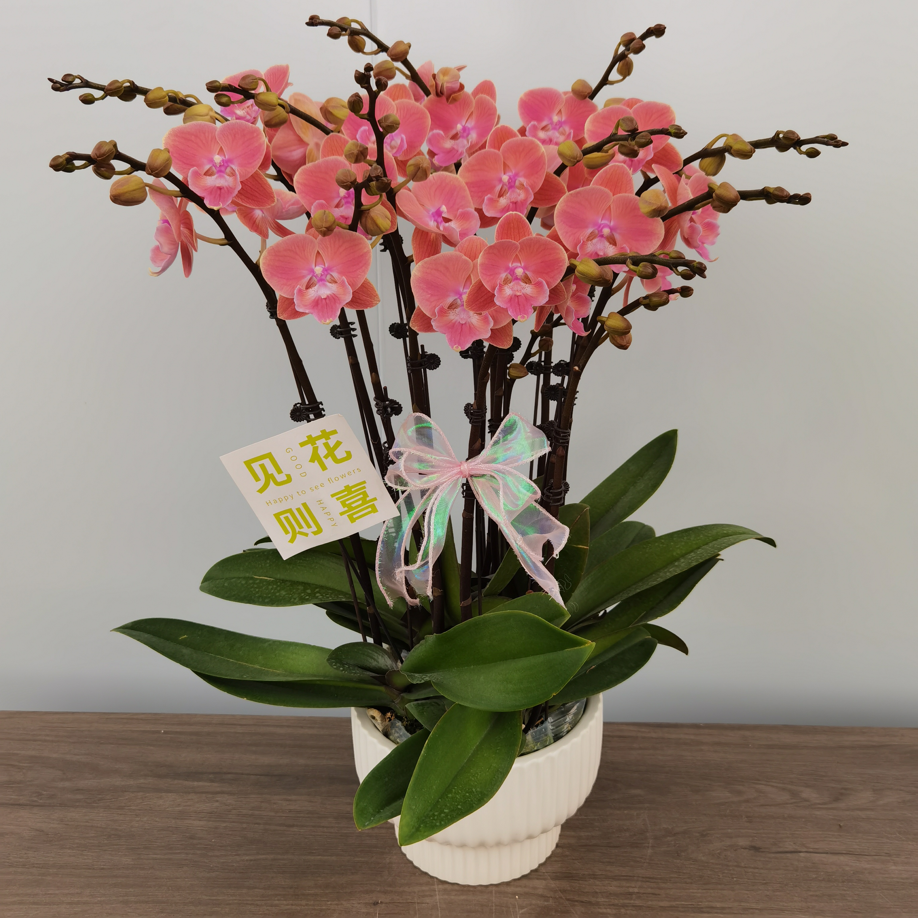 蝴蝶兰【唯美】三文鱼色系稀有高端品种室内观赏花卉盆栽开花带花苞