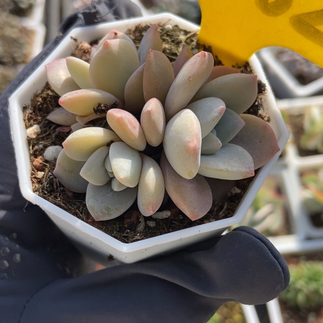 6082红茶多肉植物保护