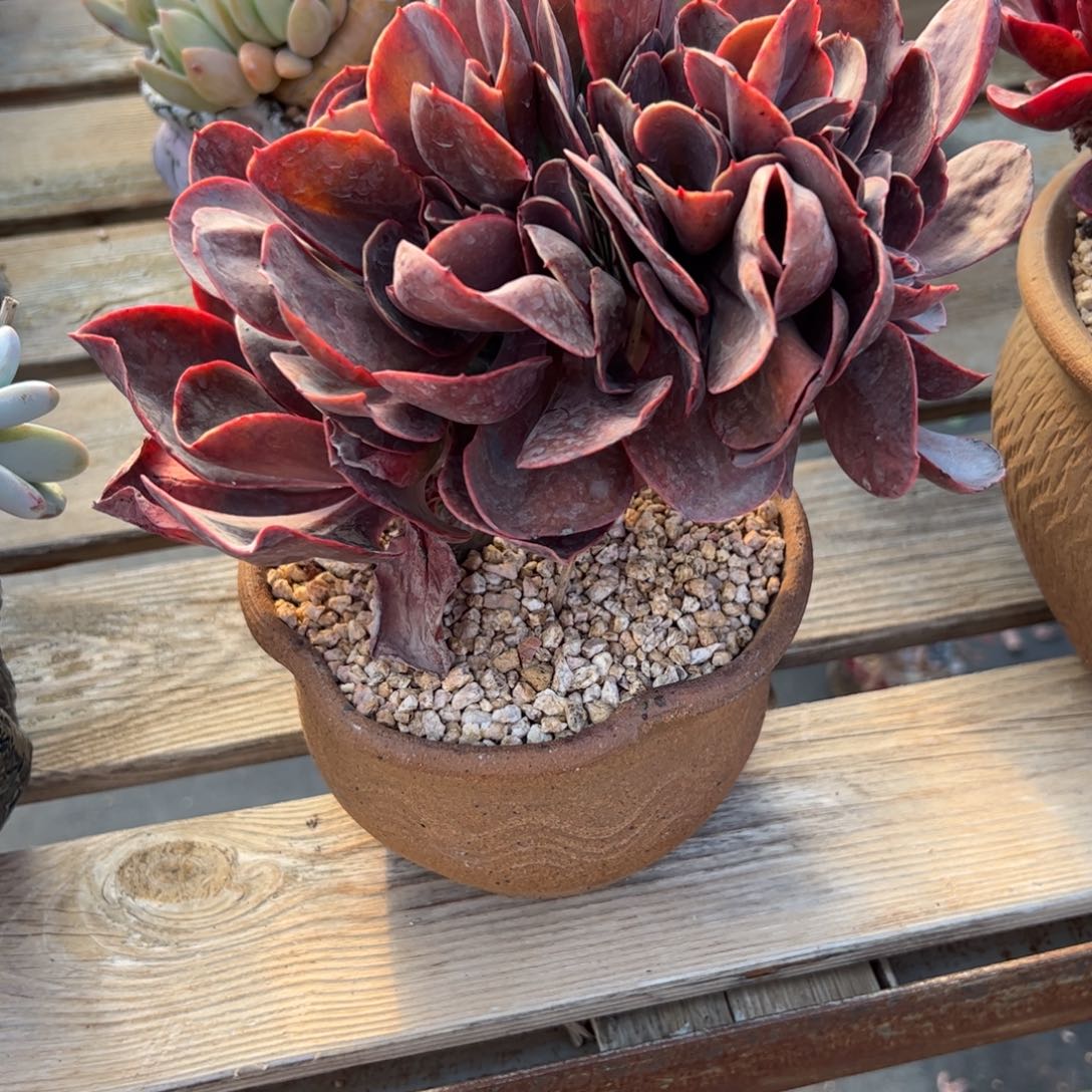 若涛28 零零多肉植物