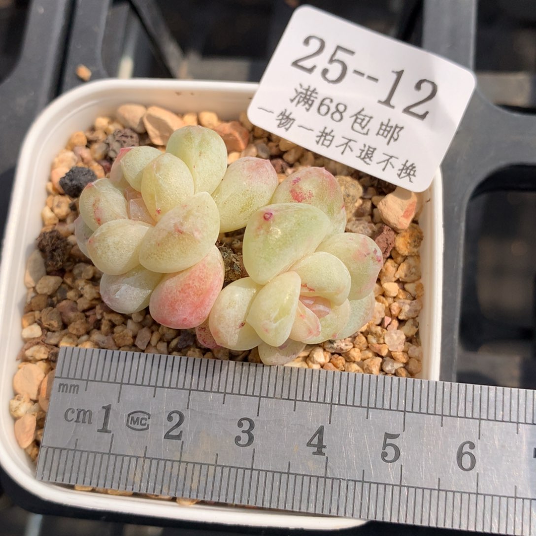 12。石化双头冰玉。