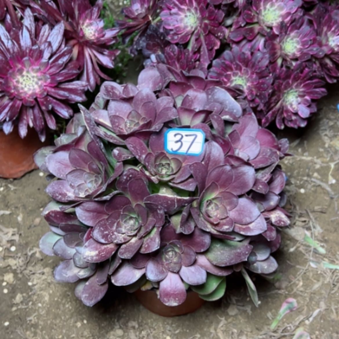 【闪购商品】多肉植物魅金嫩桩37