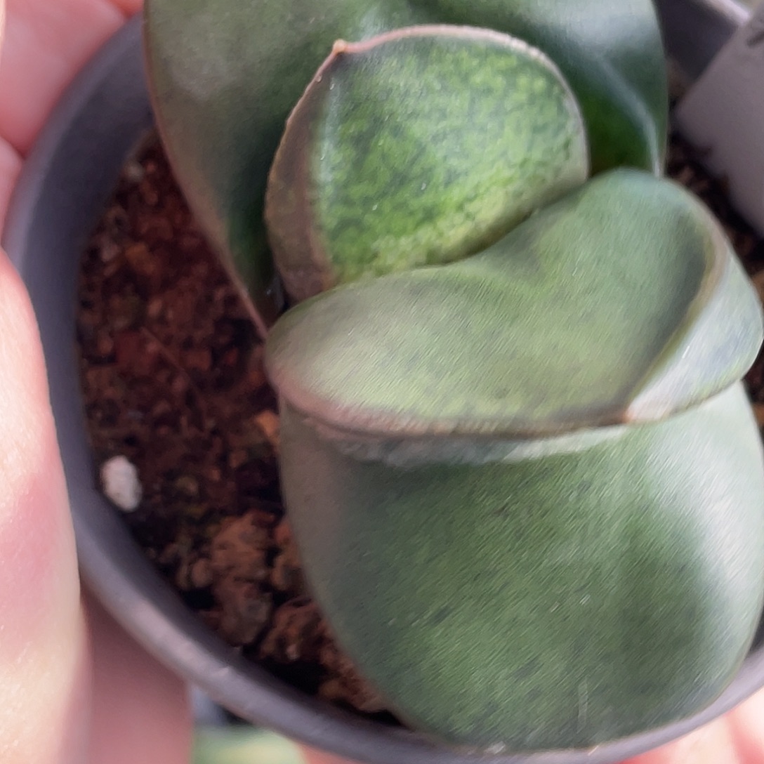 636脱土发货1111111