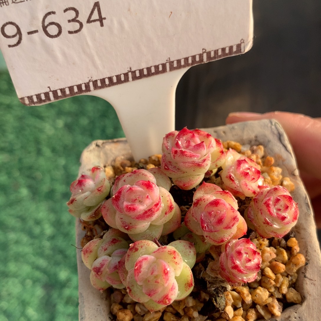 麦秆精品多肉自然群58包邮