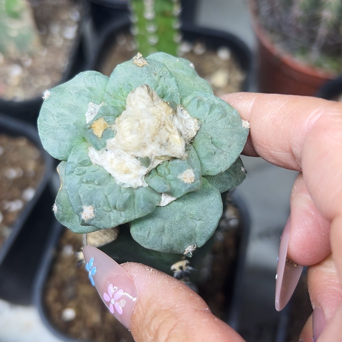 牡丹仙人球1111111111