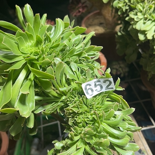 幸***乐多肉植物一个法师652